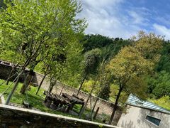 -卧龙中华大熊猫苑神树坪基地