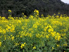 -贵阳市花溪国家城市湿地公园