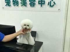 -鑫艺宠物美容培训学校