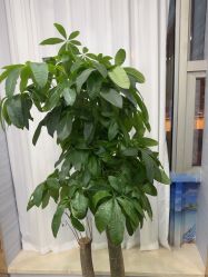 -武汉五洲整形外科医院