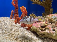 -上海海洋水族馆