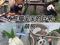 -熊猫谷