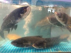-鸽子侯·家宴·平价海鲜(市图书馆店)