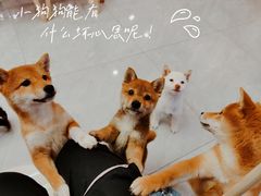 -柴犬小屋·柴餐厅·狗咖食堂(金鼎广场店)