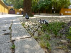 -西园戒幢律寺
