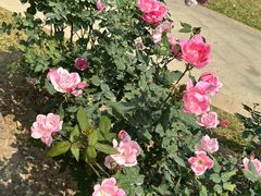 -人民公园(罗湖区)