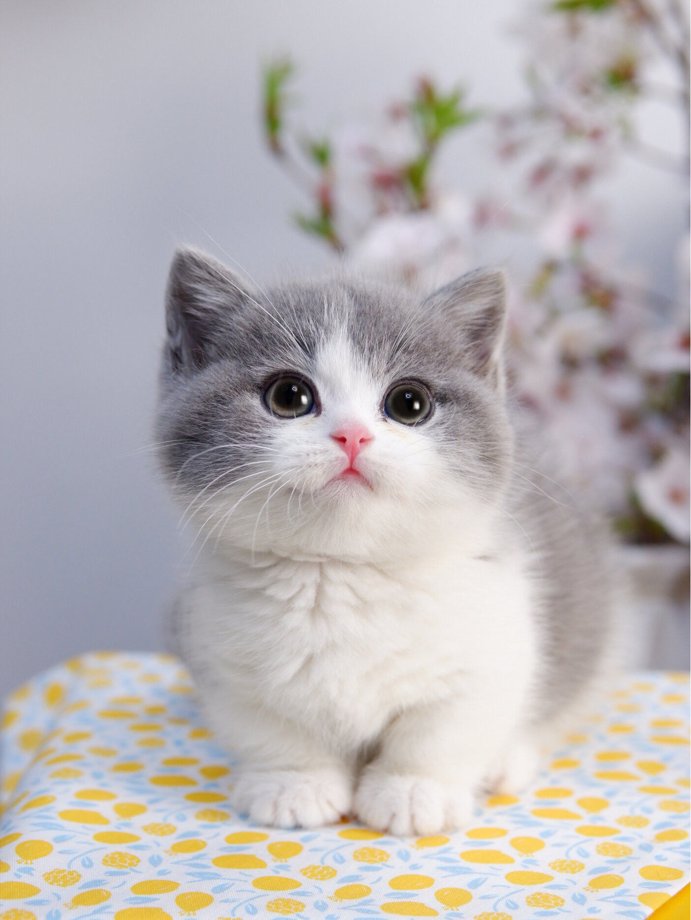 吃可爱长大的小猫咪就是软软糯糯91 矮脚猫