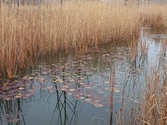 -野鸭湖国家湿地公园