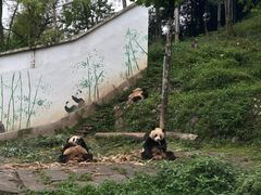 -中国大熊猫保护研究中心雅安碧峰峡基地