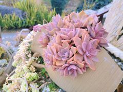 -崇圣寺三塔文化旅游区