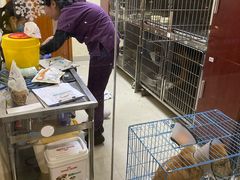 -艾贝尔宠物诊疗