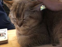 -猫色咖啡·猫咖