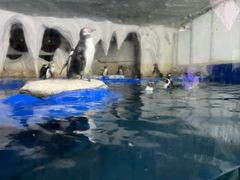 -太平洋海底世界