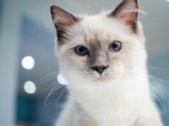 -喵的天空名猫咖啡馆·撸猫·猫舍·用品