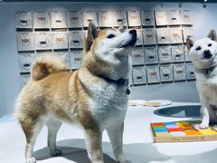 -柴务处·柴犬主题狗咖