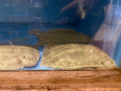 -广东茶楼(金沙店)