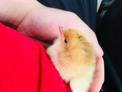 -三圣花乡旅游区