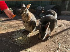 -费瑟代尔野生动物园