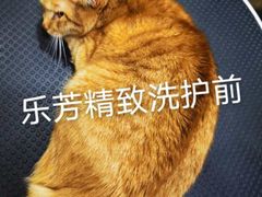 -汪小喵宠物·戴维斯乐芳希施宠馨宝皮毛调理洗护店
