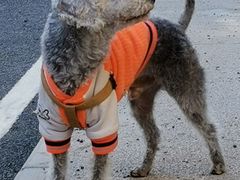 -BABIT巴比特宠物(MOMOPARK店)