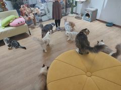 -1013 PET SHOP精品宠物商店(丁香店)