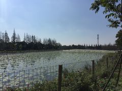 -上海长兴岛郊野公园