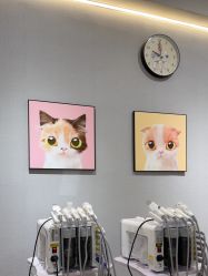 -洗脸猫·洗脸吧