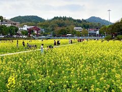 -红山村