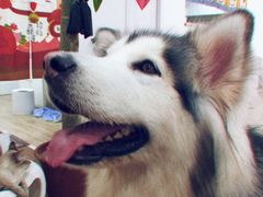 -李小姐の猫咖啡馆(五角场店)