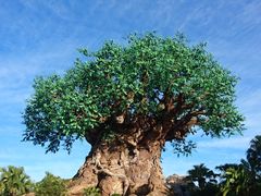 -奥兰多迪士尼动物王国乐园