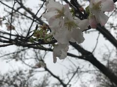 -天适樱花悠乐园