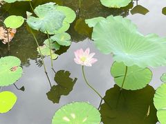 -荔湾湖公园