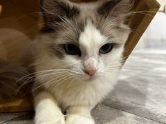 -楼上猫咖(罗湖店)