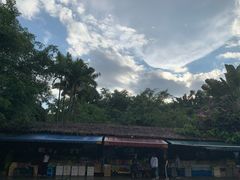 -瑞丽独树成林风景区