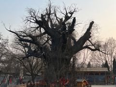 -大槐树寻根祭祖园