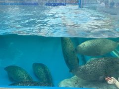-海合安天津极地海洋公园