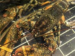 -乔家小院•本地小海鲜•非遗驴肉(万年泉路店)