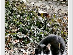 -上海佘山国家森林公园天马山园