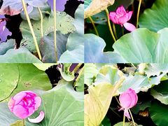 -苏州河梦清园环保主题公园