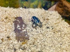 -上海大自然野生昆虫馆