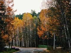 -五营红松林海景区