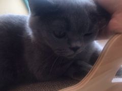 -飞行喵MR PILOT|猫舍·猫咖(静安大融城店)