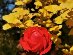 -大钟寺古钟博物馆