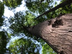 -黄海国家森林公园