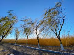 -大兴滨河森林公园