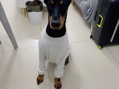 -FAELING PETS美天灵宠物(合生汇店)
