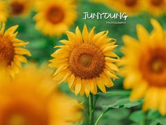 -花开海上生态园