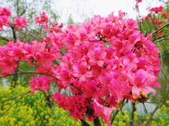 -南汇桃花村