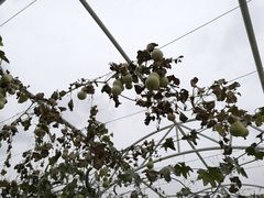 -西安市金南山绿色墓园