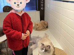 -猫房·猫吧·猫咖(龙湖时代汇店)